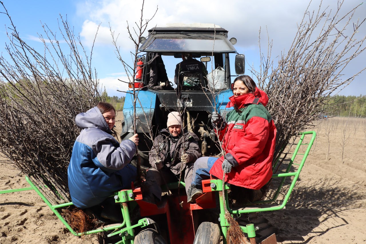 На Любанщине заложили новый яблоневый сад: более 60 тысяч деревьев по поручению Президента