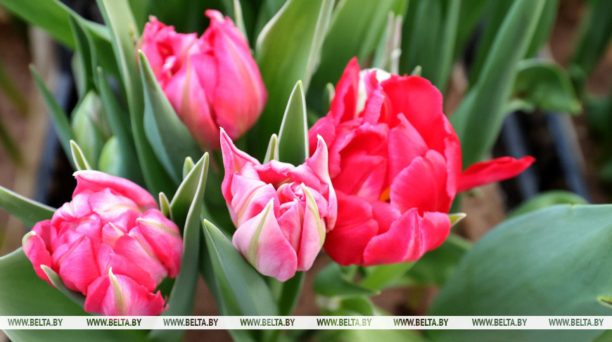 Первые тысячи тюльпанов и роз срезали в теплицах "Витебского Зеленстроя"