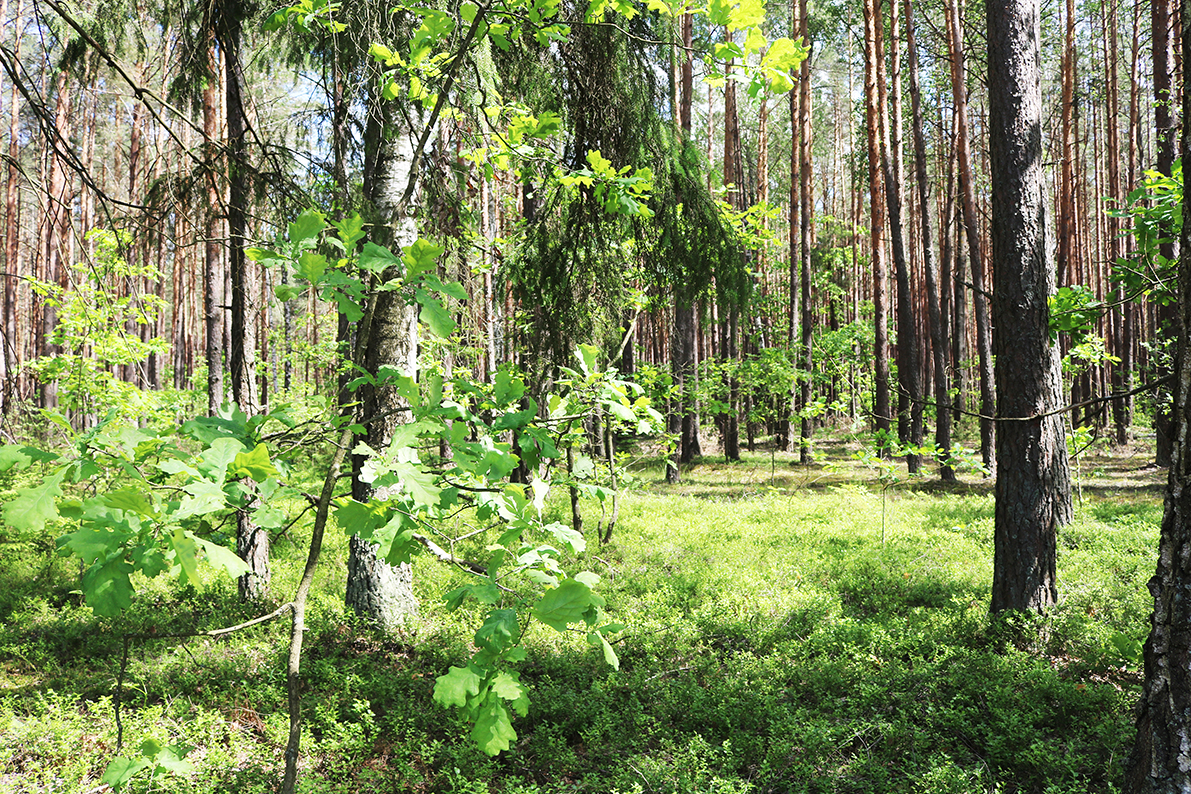По состоянию на утро 14 июня посещение лесов в Любанском районе разрешено