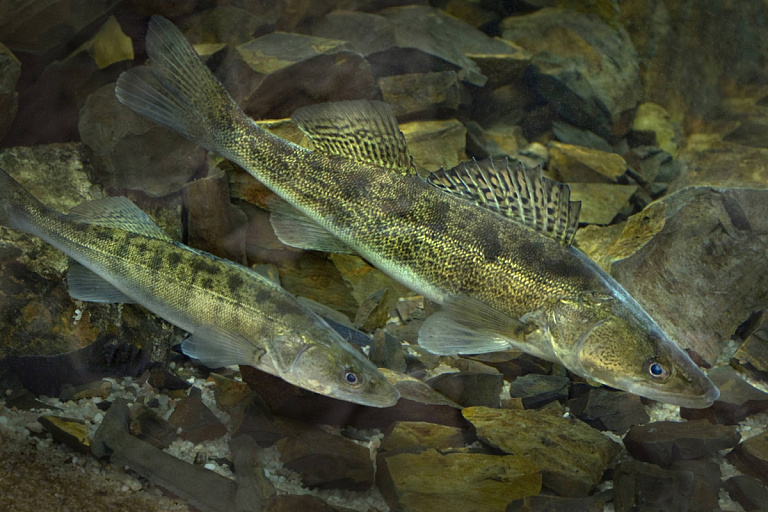 С 15 апреля в Беларуси вступает запрет на лов судака — за нарушение грозит уголовная статья