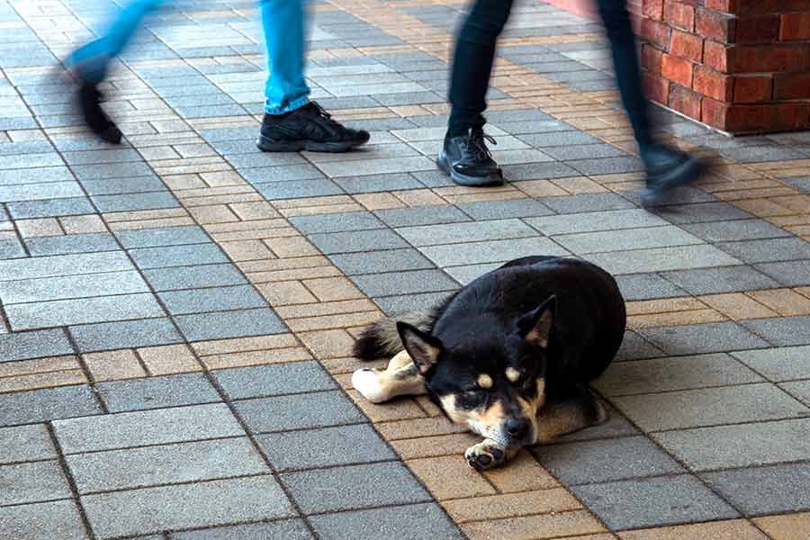 Стало известно, какой штраф заплатит владелец питомца в Беларуси, если выбросил его на улицу